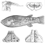 Ash Meadows Killifish, photographed in Nevada