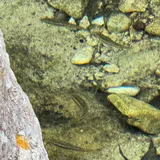 Nueces Roundnose Minnow, photographed in Texas