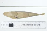 Modoc Sucker, photographed in California