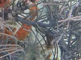 Slender Filefish, photographed in St. John