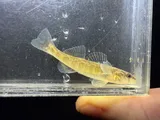 River Darter, photographed in Tennessee