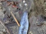 American Eel, photographed in Delaware