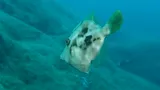 Planehead Filefish, photographed in Islas Canarias
