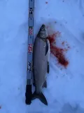 Lake Whitefish, photographed in Manitoba