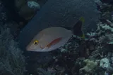 Humpback Red Snapper, photographed in Nusa Tenggara Timur