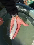 Sacramento Splittail, photographed in California