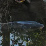 Common Carp, photographed in Tokyo