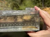 Southern Sand Darter, photographed in Alabama