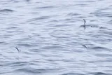 Atlantic Sailfin Flyingfish