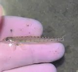Eastern Sand Darter, photographed in New York