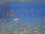 Mexican Tetra, photographed in Texas