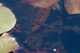 Southern Starhead Topminnow, photographed in Louisiana