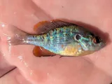 Orangespotted Sunfish, photographed in Mississippi