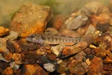 Slabrock Darter, photographed in Tennessee
