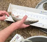 Sacramento Pikeminnow, photographed in California
