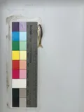 Sand Shiner, photographed in Kansas