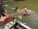 Smallmouth Redhorse, photographed in Ohio