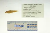Orangefin Shiner, photographed in Alabama