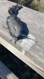 Walking Catfish, photographed in Florida