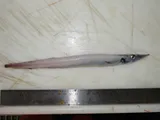 White Barracudina