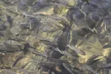 Blackchin Tilapia, photographed in Fatick