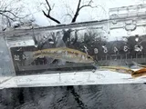 White Shiner, photographed in Virginia