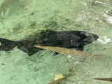 Florida Gar, photographed in Florida