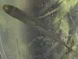 Blue-fintop Minnow, photographed in Florida