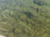Largescale Sucker, photographed in Washington