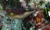 Sharpnose Puffer, photographed in La Altagracia