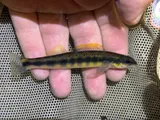 Tangerine Darter, photographed in Virginia