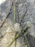 Lined Sole, photographed in Florida