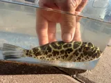 Checkered Puffer, photographed in Florida