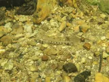 Spangled Darter, photographed in Tennessee