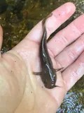 Margined Madtom, photographed in Virginia