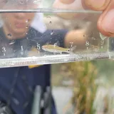 Manantial Roundnose Minnow, photographed in Texas