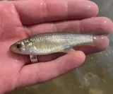 Gulf Killifish, photographed in Texas