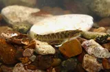 Fantail Darter, photographed in Tennessee