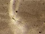 Eyed Flounder, photographed in Fort-de-France
