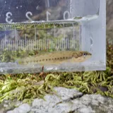 Orangebelly Darter, photographed in Arkansas