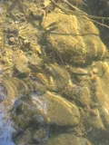 Coastal Roach, photographed in California