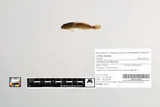 Shorthead Sculpin, photographed in Oregon