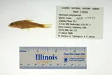 Longjaw Minnow, photographed in Alabama