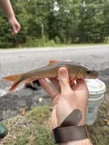 Blacktail Redhorse, photographed in Alabama