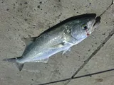 Bluefish, photographed in Western Australia