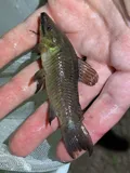 Brown Hoplo, photographed in Florida