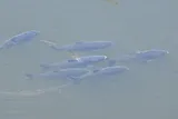 Bighead Carp
