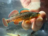 Rainbow Darter, photographed in Arkansas