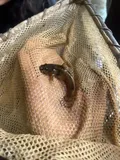 Northern Madtom, photographed in Pennsylvania