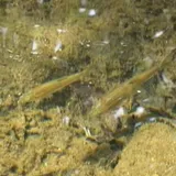Arroyo Chub, photographed in California